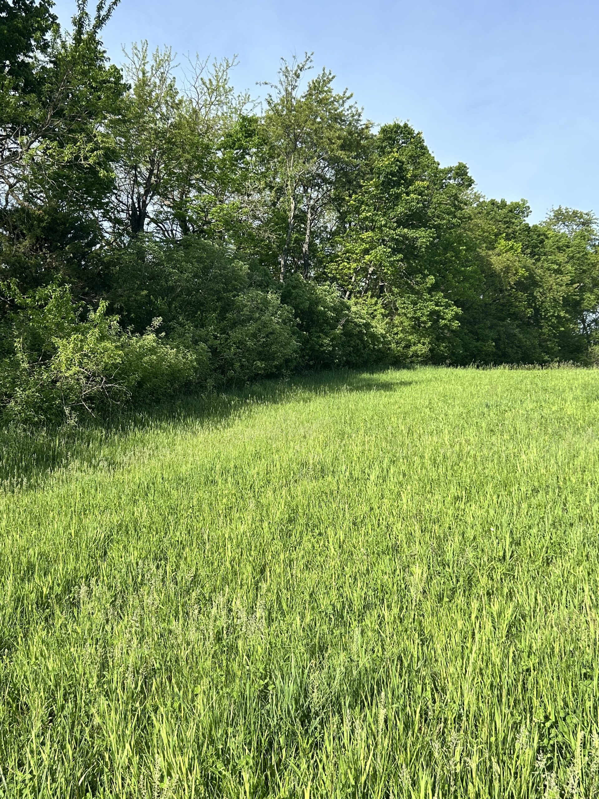 Tall, bright green grass field against a dense tree line.