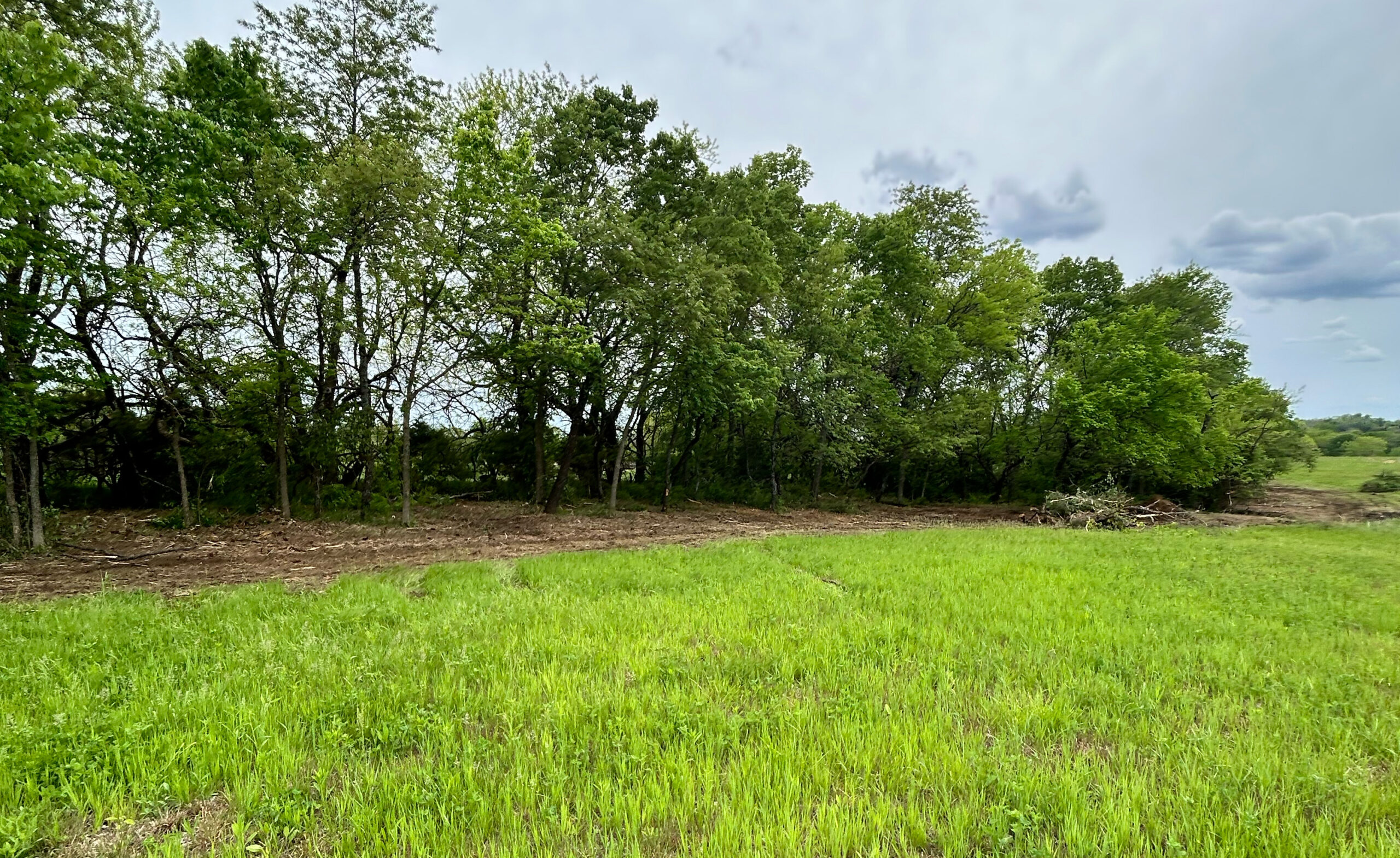 Bright green field next to a line of thick green trees.