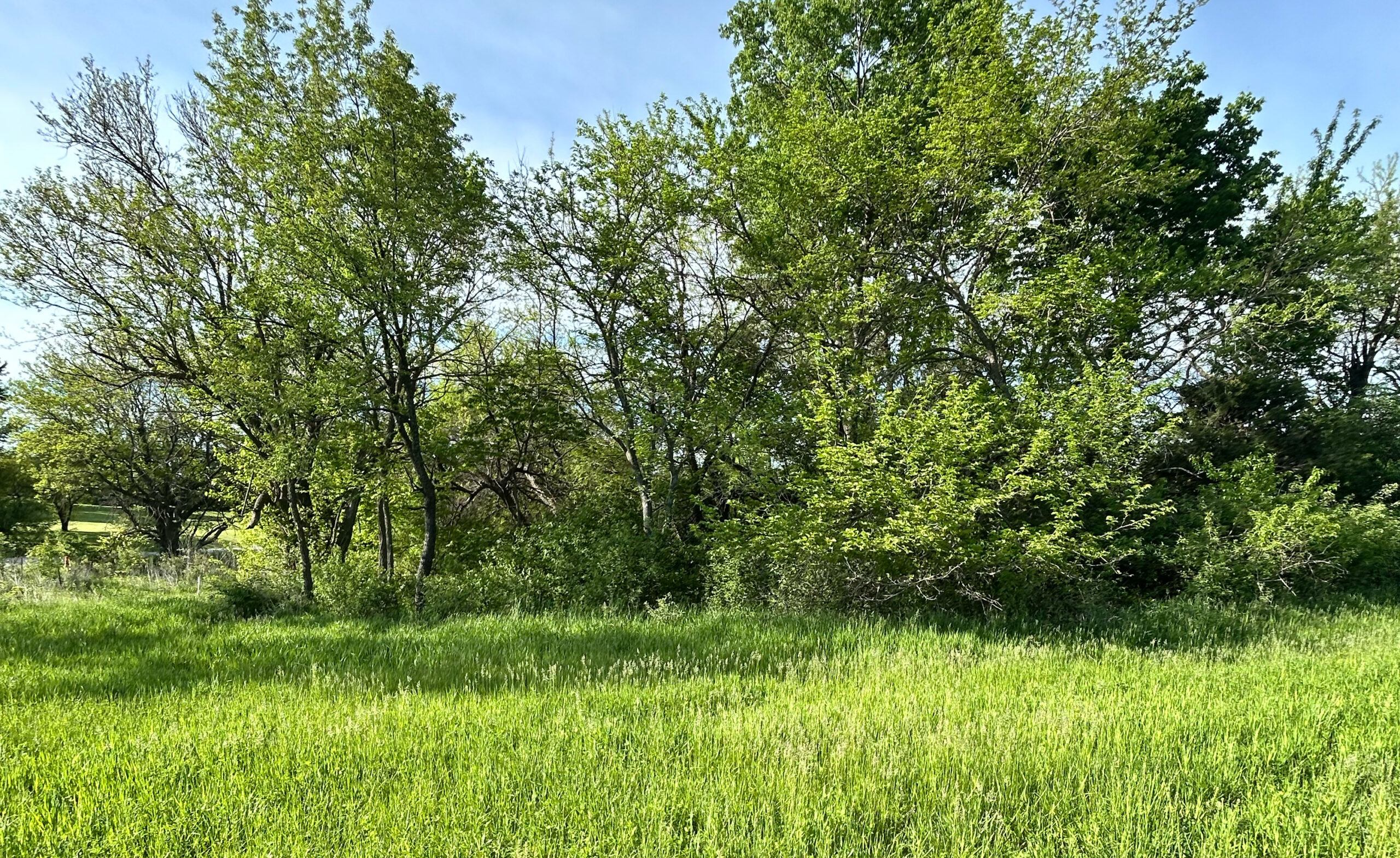 Sunny view of bright green field leading to line of trees.
