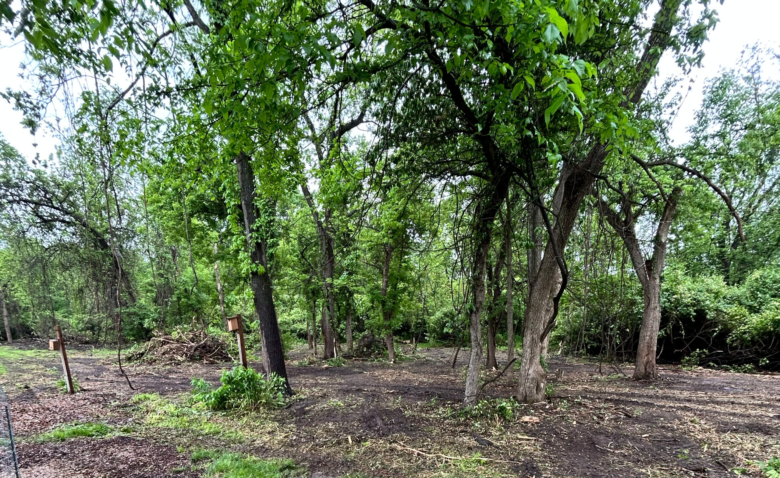 Cleared wooded area with several trees and a birdhouse post.